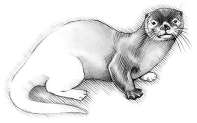 400x249 Sherpa Guides Chesapeake Bay Sidebars River Otter - River Otter Drawing