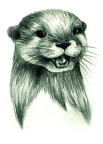 394x550 Otter Pencil Drawing Photographic Print - River Otter Drawing