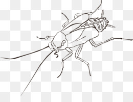 260x200 cockroach insect drawing clip art - Roach Drawing