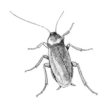 350x350 cockroach pest control robert's termite pest control, inc - Roach Drawing
