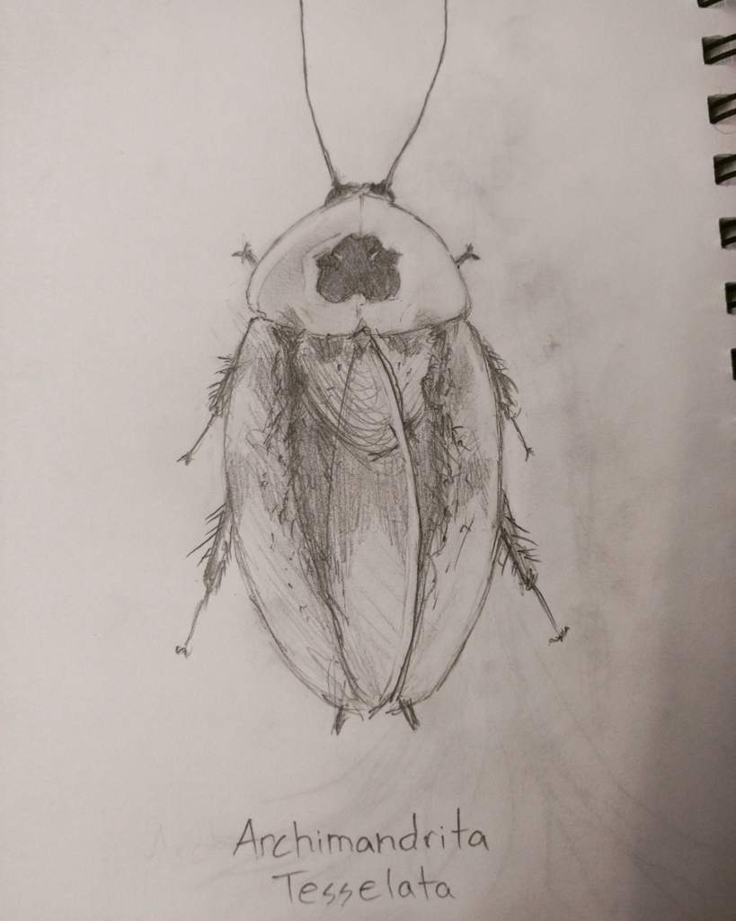 819x1024 peppered roach drawing reptiles amino - Roach Drawing