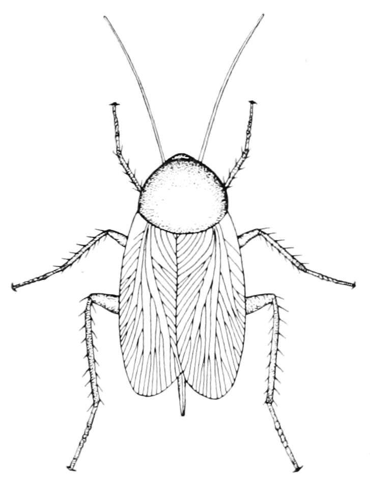 727x947 Popular Science Monthlyvolume History - Roach Drawing