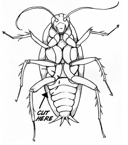 Roach Drawing at Explore collection of Roach Drawing