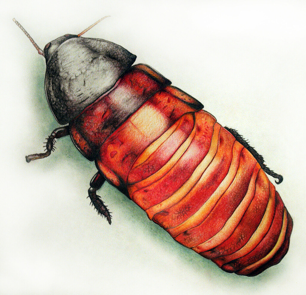 Roach Drawing at Explore collection of Roach Drawing