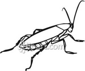 300x250 An Outline Or Drawing Of A Roach Royalty Free Clipart Picture - Roach Drawing