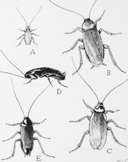 250x315 cockroach - Roach Drawing