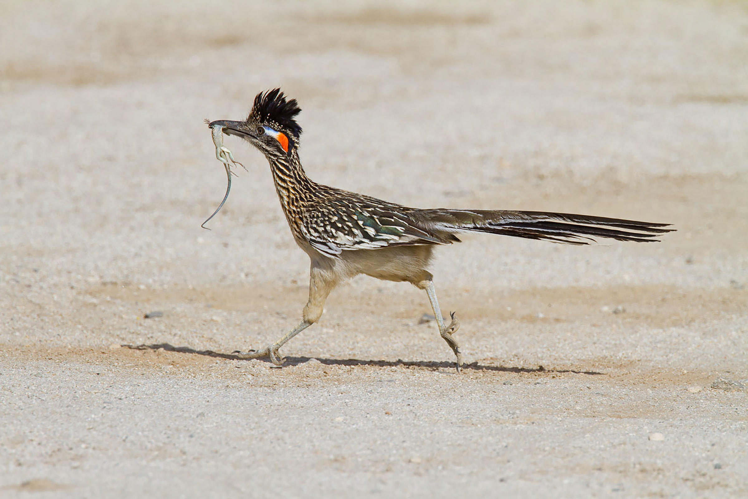 2400x1601 Greater Roadrunner Audubon Field Guide - Roadrunner Bird Drawing