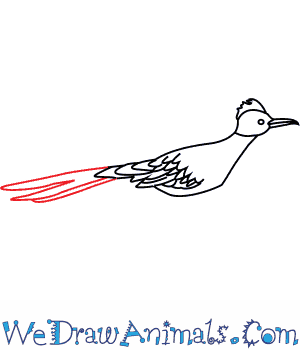 300x350 How To Draw A Greater Roadrunner - Roadrunner Bird Drawing