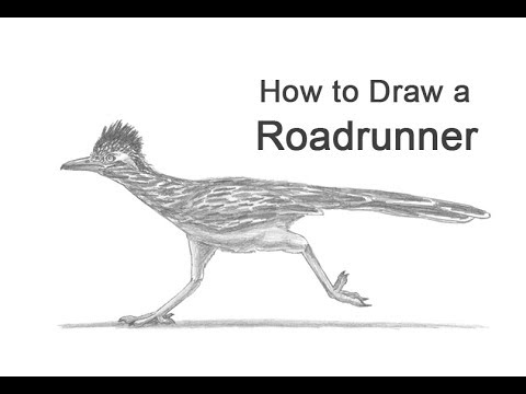 480x360 How To Draw A Roadrunner - Roadrunner Bird Drawing
