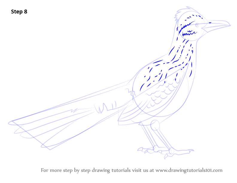 792x612 Learn How To Draw A Greater Roadrunner - Roadrunner Bird Drawing