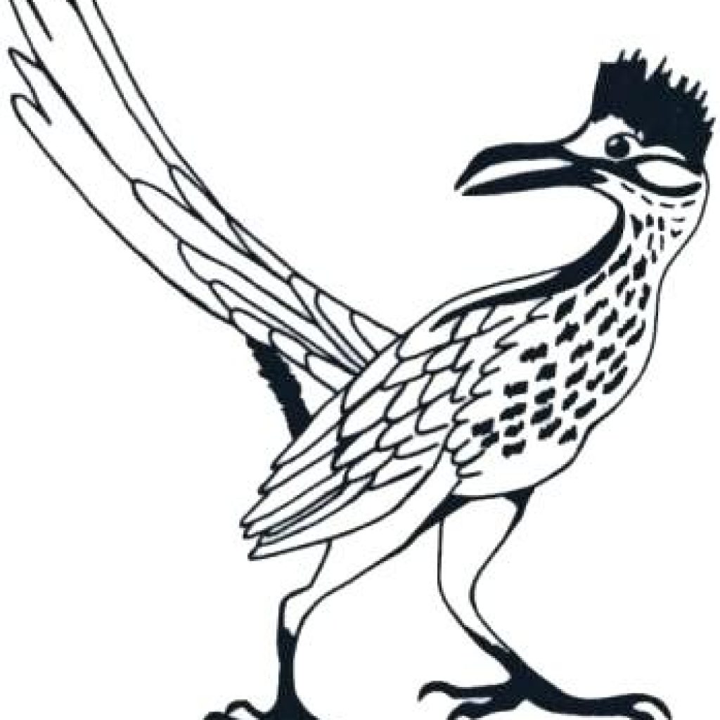 Roadrunner Bird Drawing at Explore collection of