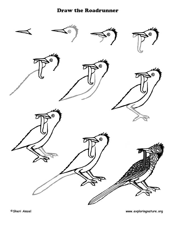 612x792 Roadrunner Drawing Lesson - Roadrunner Bird Drawing