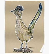210x230 Roadrunner Drawing Posters Redbubble - Roadrunner Bird Drawing