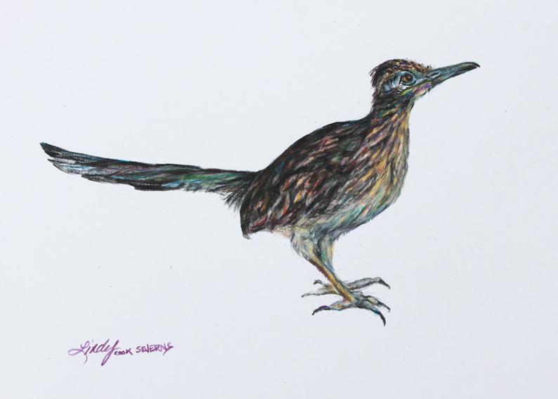 Roadrunner Bird Drawing at Explore collection of