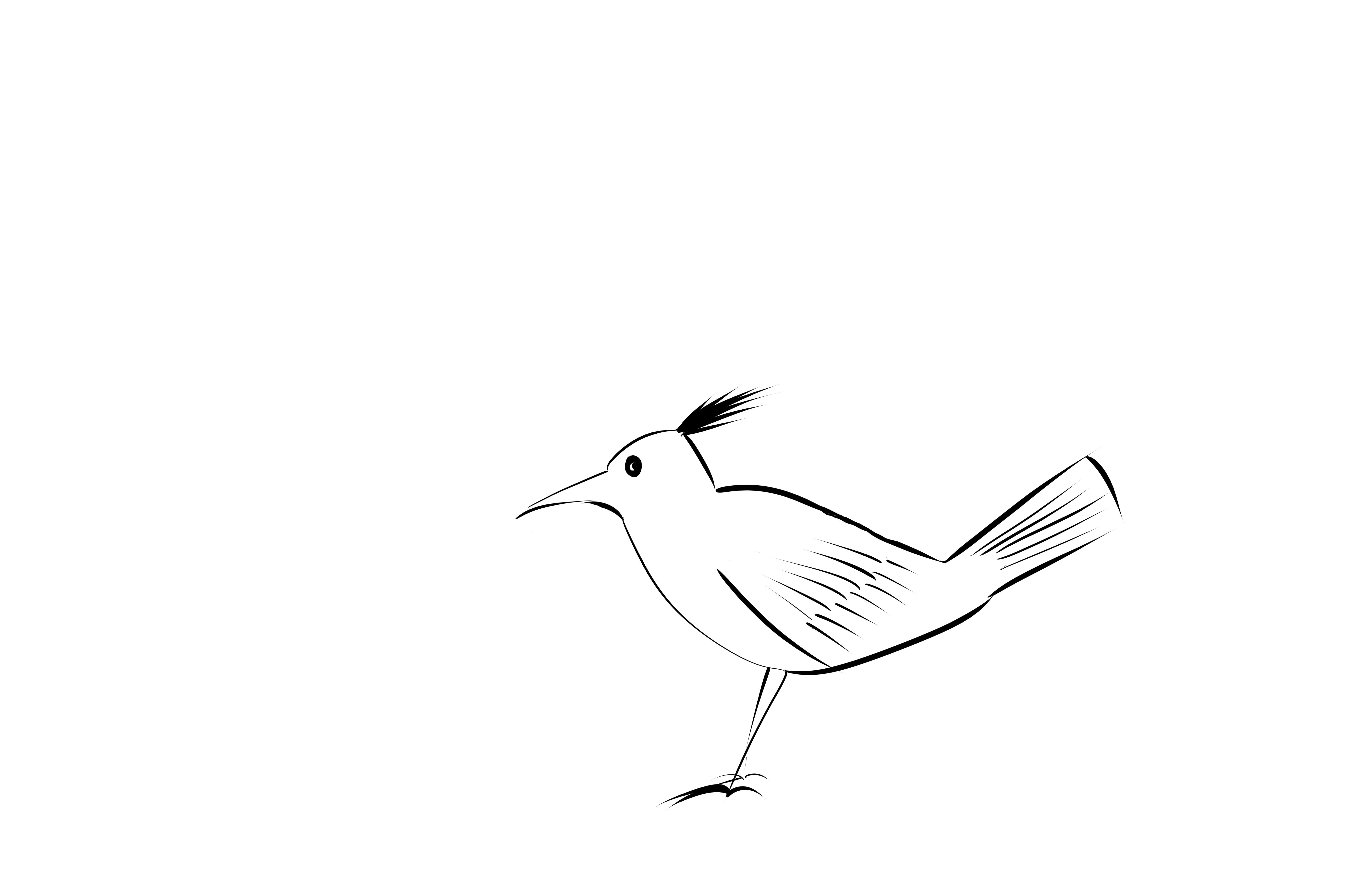 5600x3600 Another Quick Bird - Roadrunner Bird Drawing