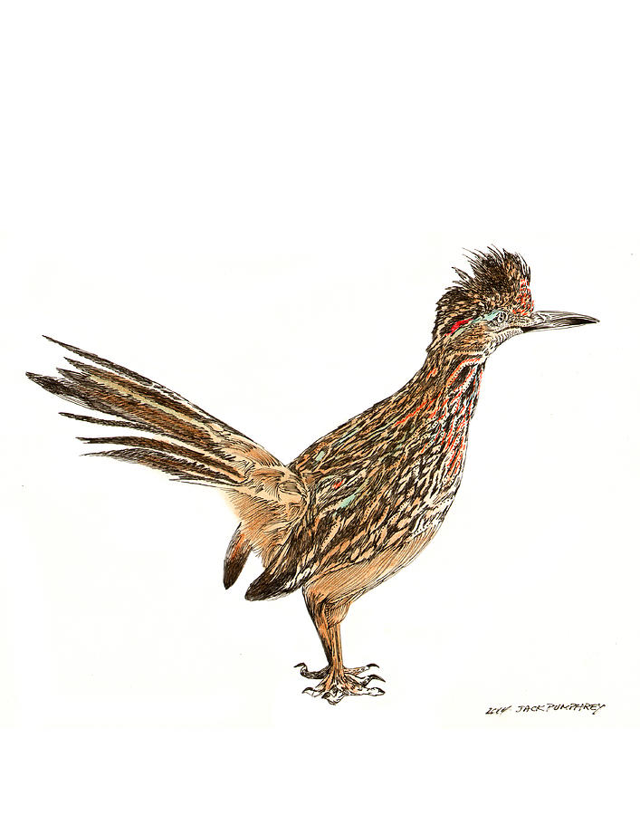 707x900 State Bird Of New Mexico Drawing - Roadrunner Bird Drawing
