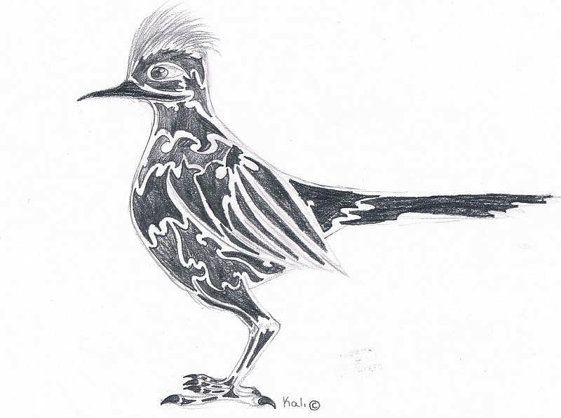 800x597 The Road Runner Drawing - Roadrunner Bird Drawing