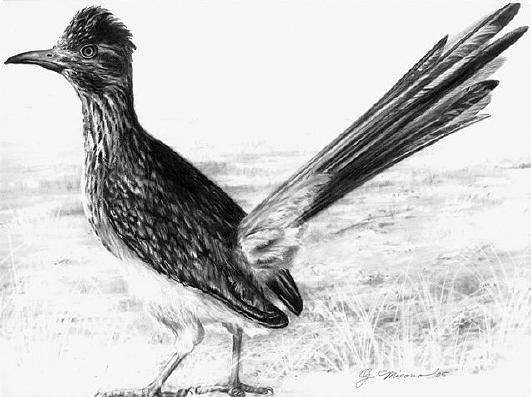 531x397 Roadrunner State Bird Of New Mexico Drawing - Roadrunner Bird Drawing