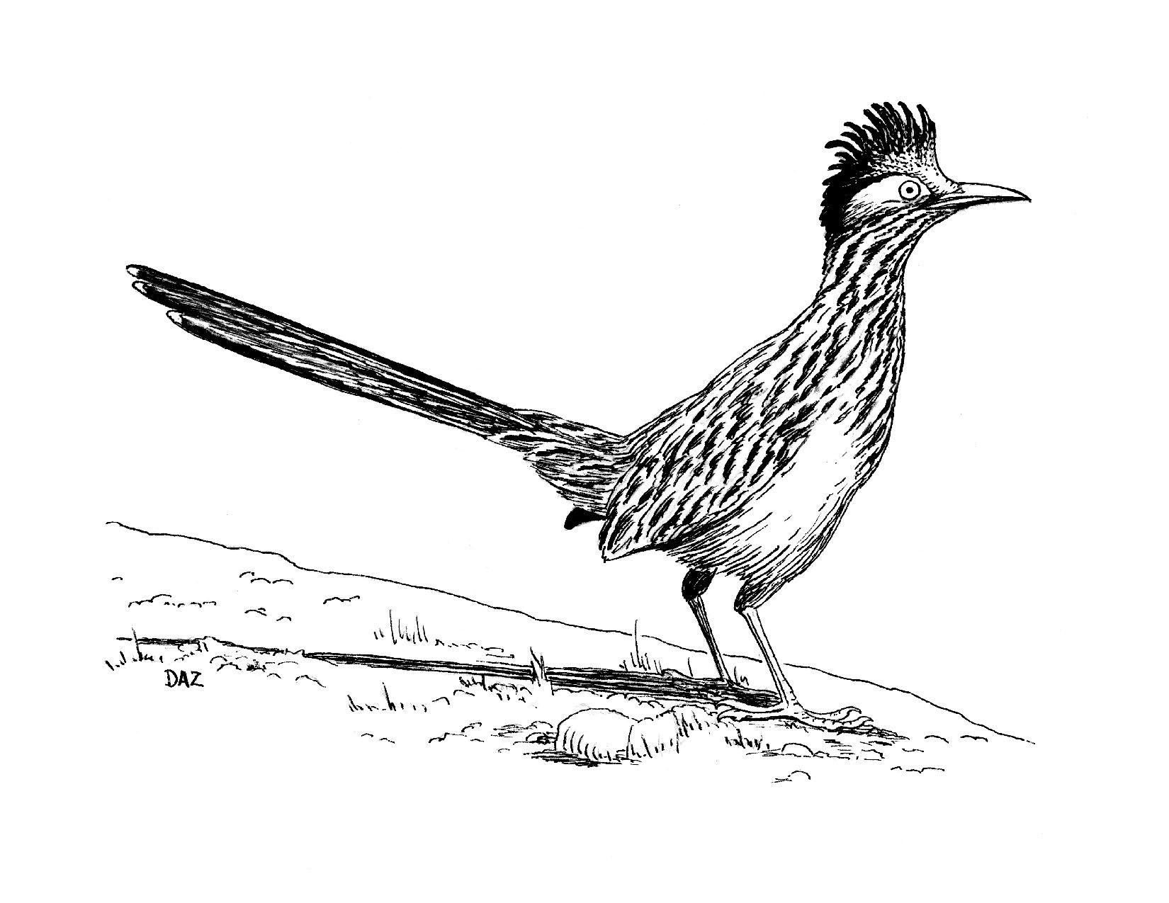 1650x1275 Free Coloring Pages Of State Bird Roadrunner Interesting Things - Roadrunner Bird Drawing
