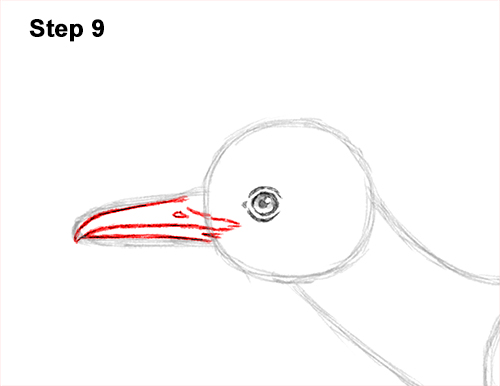 500x386 How To Draw A Roadrunner Video Step - Roadrunner Drawing