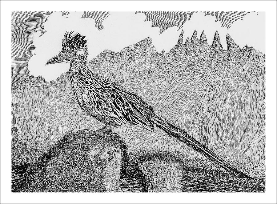 900x663 New Mexico Roadrunner Drawing - Roadrunner Drawing