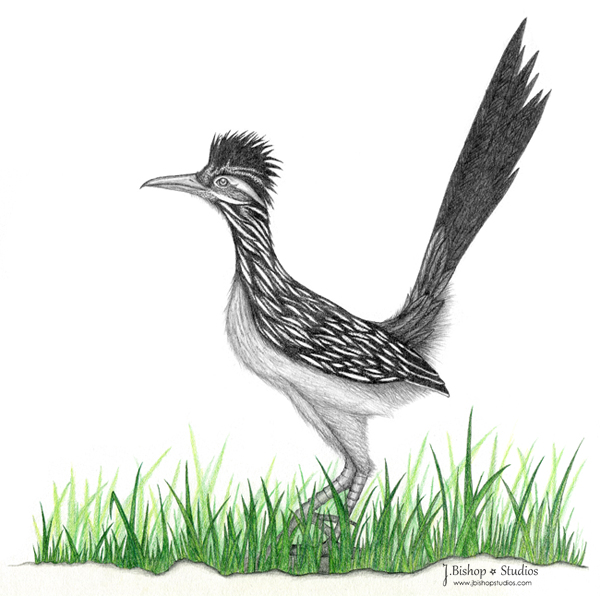 Roadrunner Drawing at Explore collection of