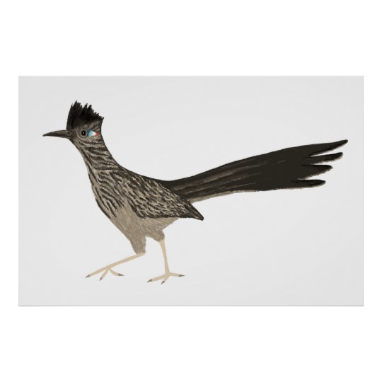 540x540 roadrunner coloured pencil drawing on white poster zazzle ca - Roadrunner Drawing