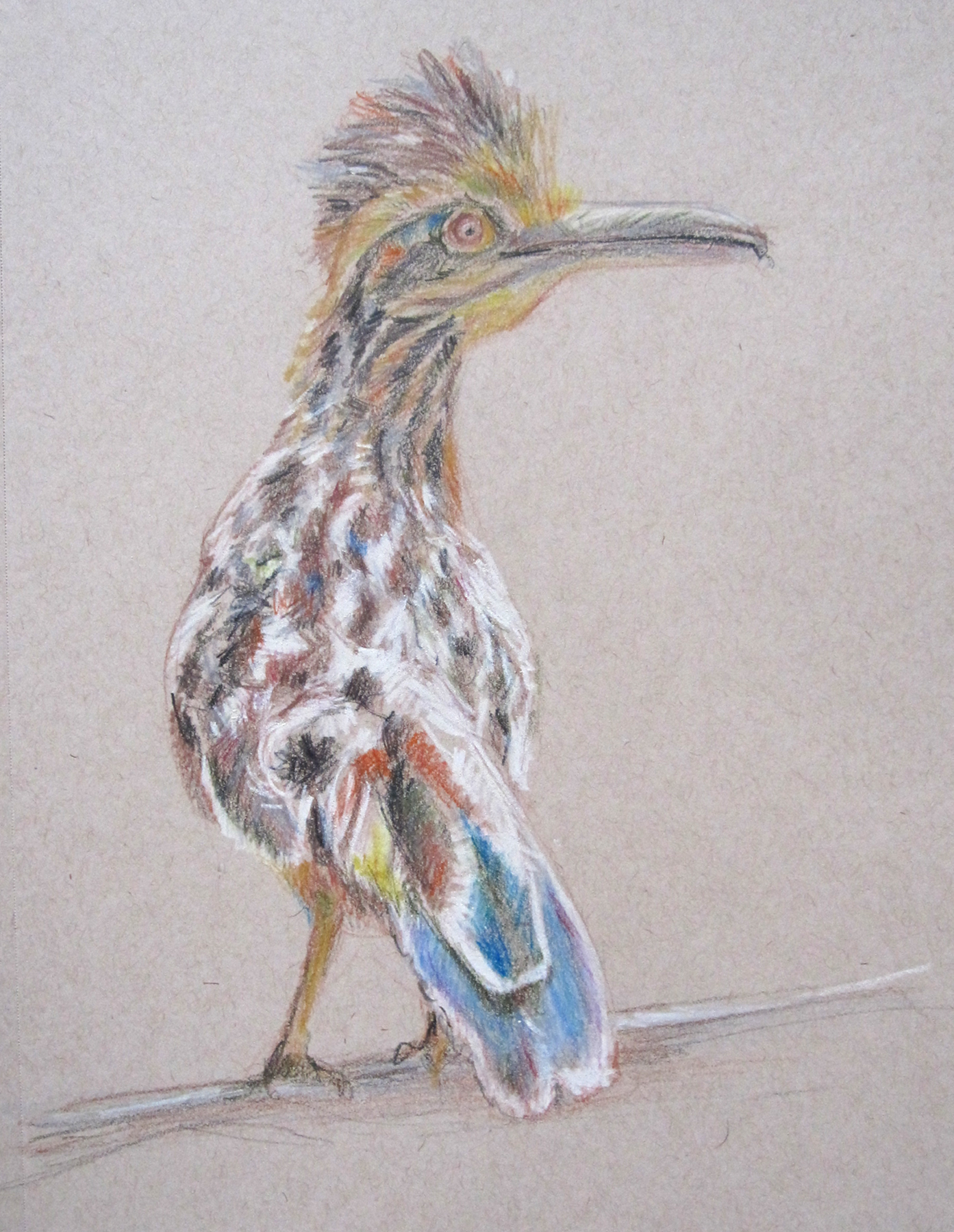 Roadrunner Drawing at Explore collection of