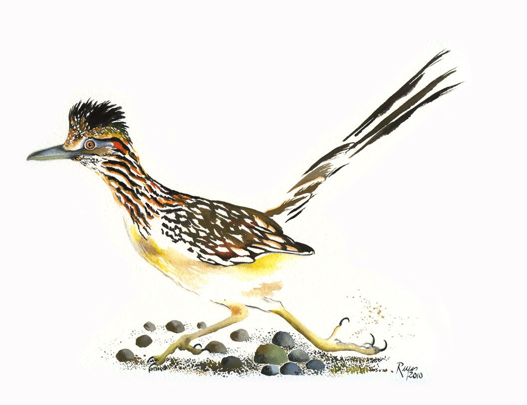 1056x812 Roadrunner Drawing Desert Art Bird Drawings, Drawings - Roadrunner Drawing