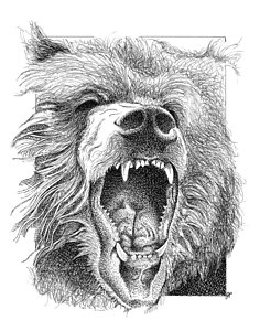 236x300 Grizzly Bear Drawings - Roaring Bear Drawing