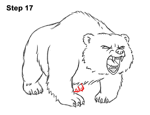 500x386 How To Draw A Bear Roaring - Roaring Bear Drawing