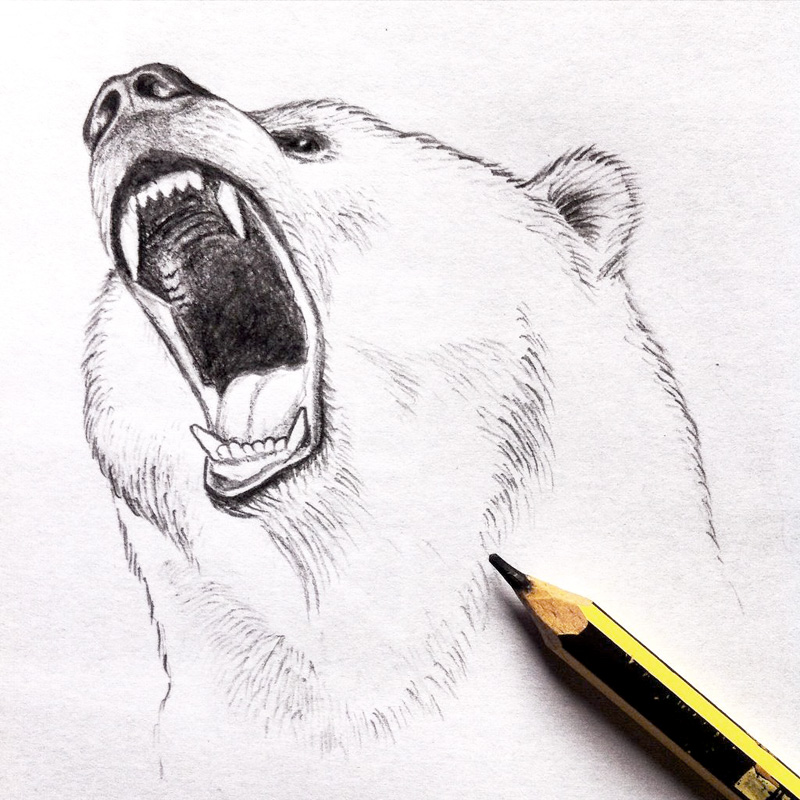 Roaring Bear Drawing at Explore collection of