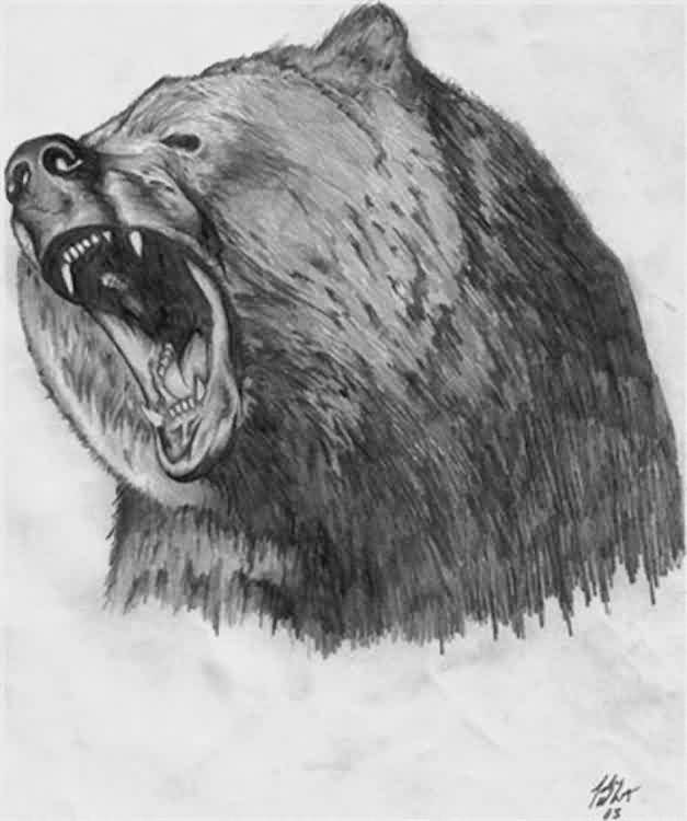 Roaring Bear Drawing at Explore collection of