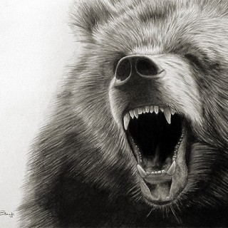 320x320 Bear Drawing Archives - Roaring Bear Drawing