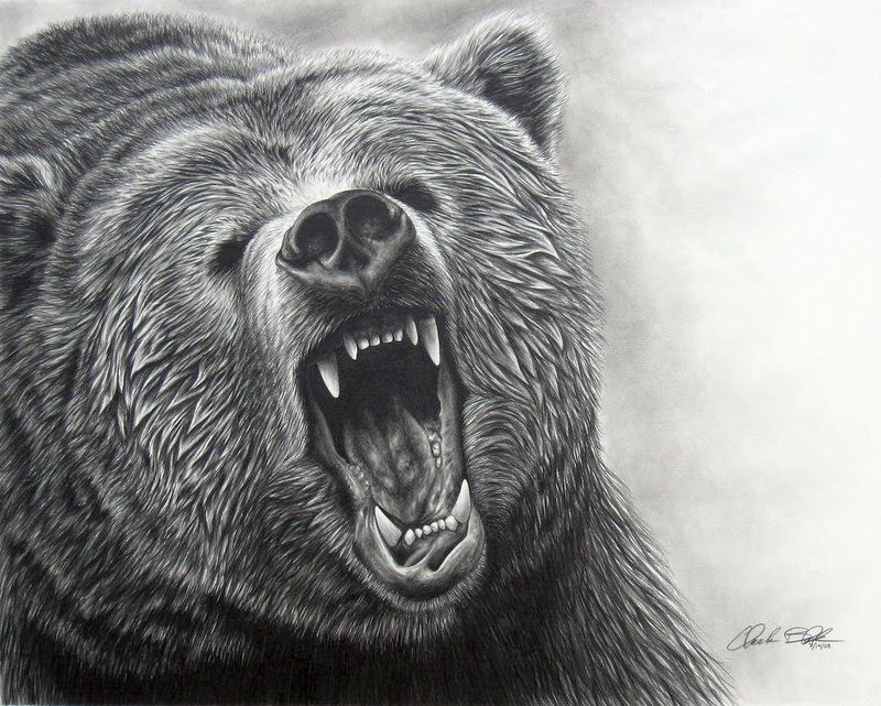 800x641 Realistic Drawings Realistic Animal Drawing Grizzly Bear Roaring - Roaring Bear Drawing