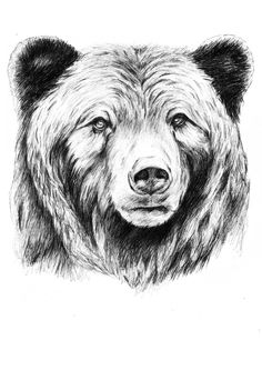 236x333 Bear Drawing - Roaring Bear Drawing