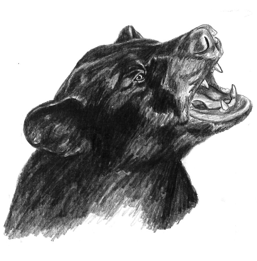 883x900 Bear Drawing - Roaring Bear Drawing