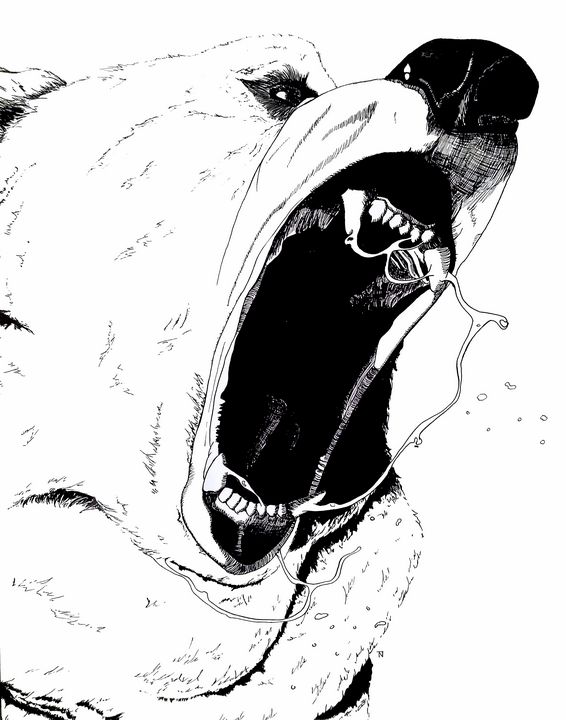566x720 bear roar - Roaring Bear Drawing