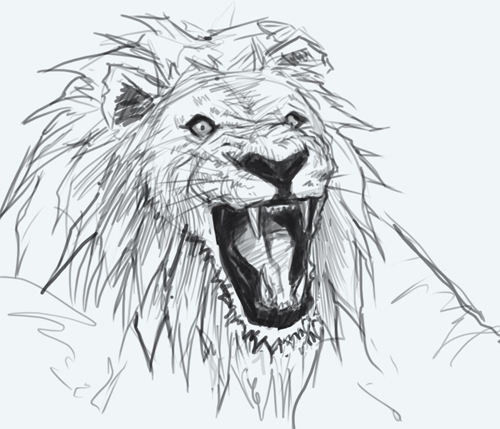 500x429 How To Draw Lion - Roaring Lion Head Drawing