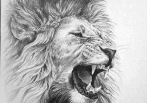 300x210 lions head roaring drawing - Roaring Lion Head Drawing