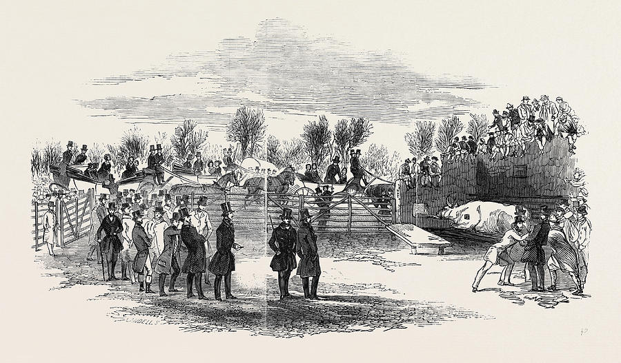 900x527 The Ox Roasted Drawing - Roasted Drawing