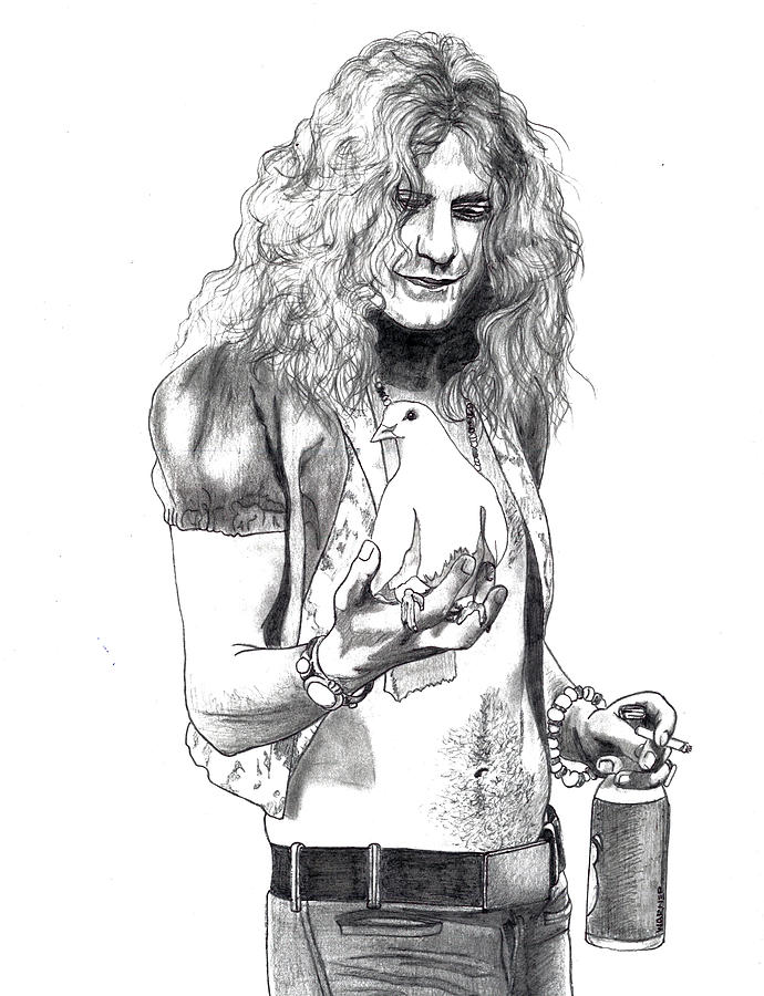 690x900 Robert Plant Drawing - Robert Plant Drawing