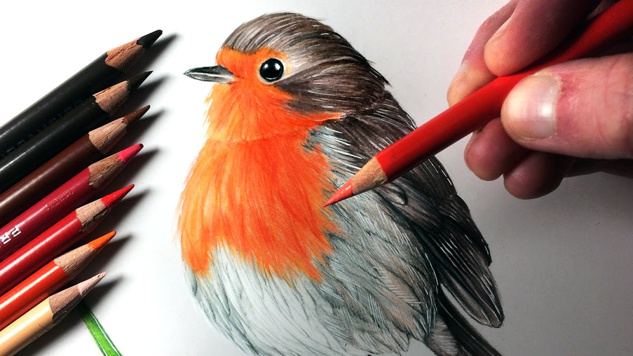 1280x720 How To Draw A Robin - Robin Bird Drawing