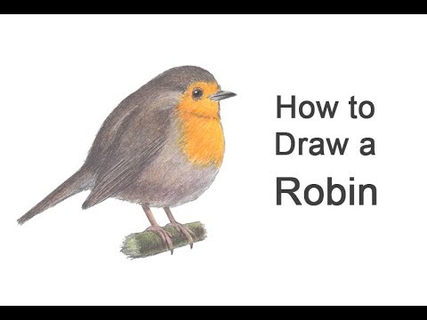 480x360 How To Draw A Robin - Robin Bird Drawing