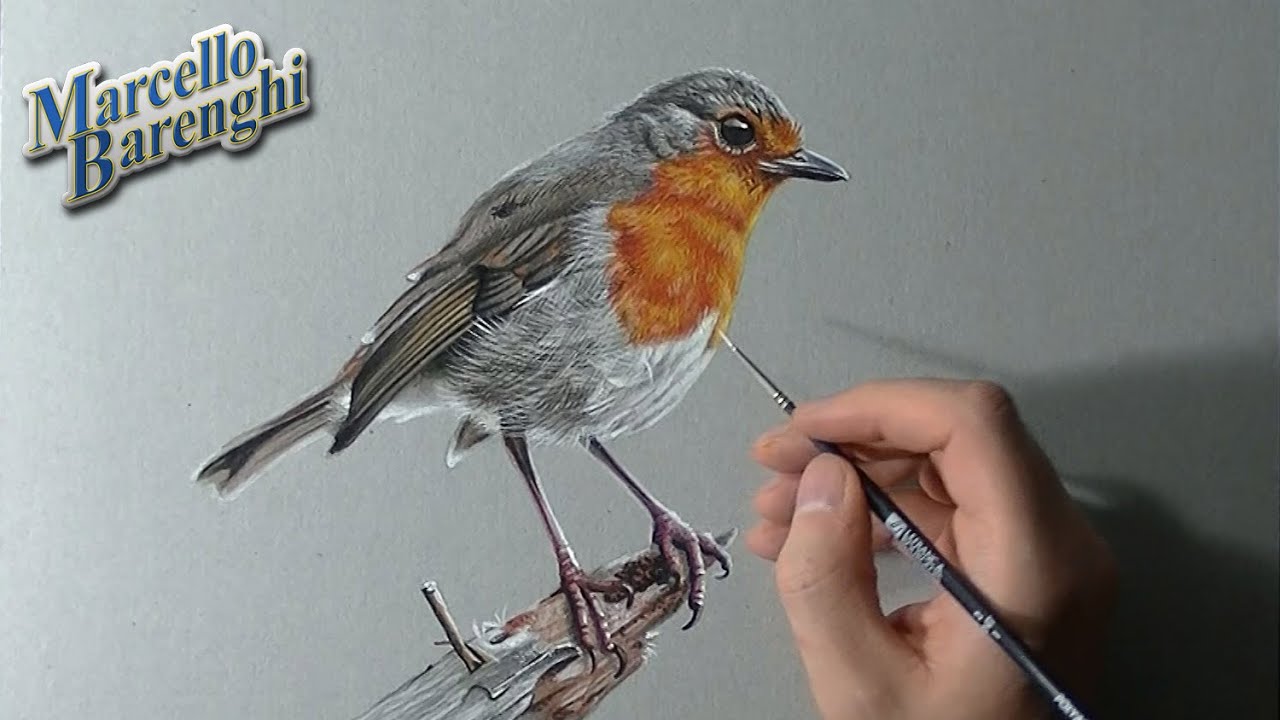 1280x720 How To Draw A Robin Bird - Robin Bird Drawing