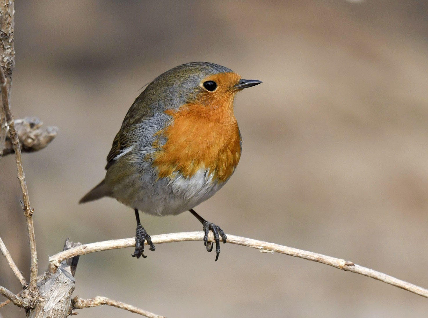 1476x1098 A Vagrant European Robin Is Drawing Huge Crowds In China Audubon - Robin Bird Drawing