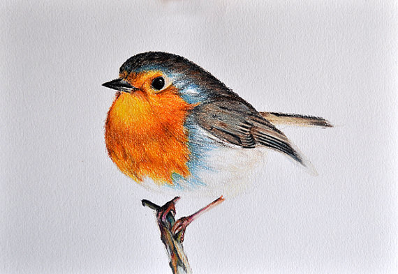 570x393 Original Drawing, Colored Pencil Bird Illustration, Cute Robin - Robin Bird Drawing