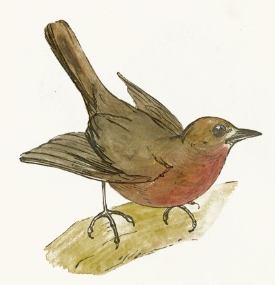 399x413 Robin Bird Drawing - Robin Bird Drawing
