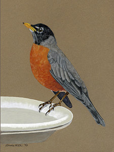 225x300 Robin Bird Drawings Fine Art America - Robin Bird Drawing