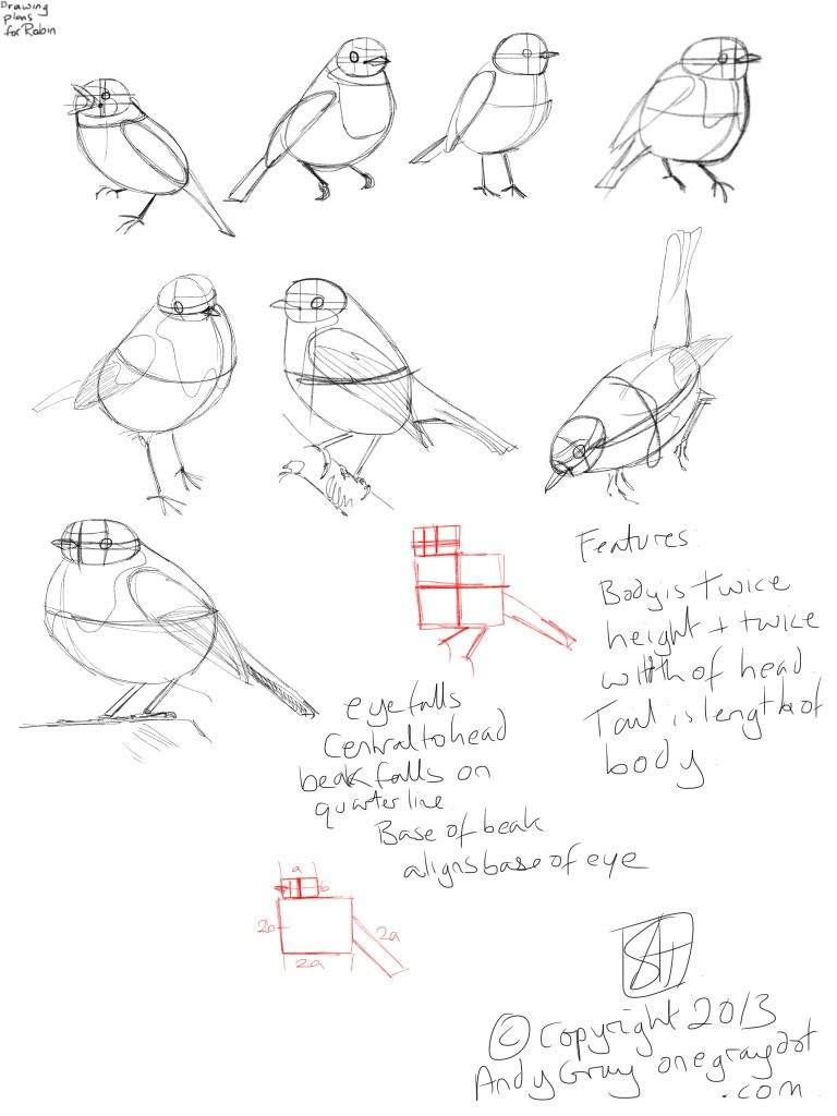 768x1024 How To Draw A Robin Learn To Draw - Robin Bird Drawing